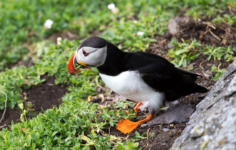 An Atlantic puffin on Skellig Michael