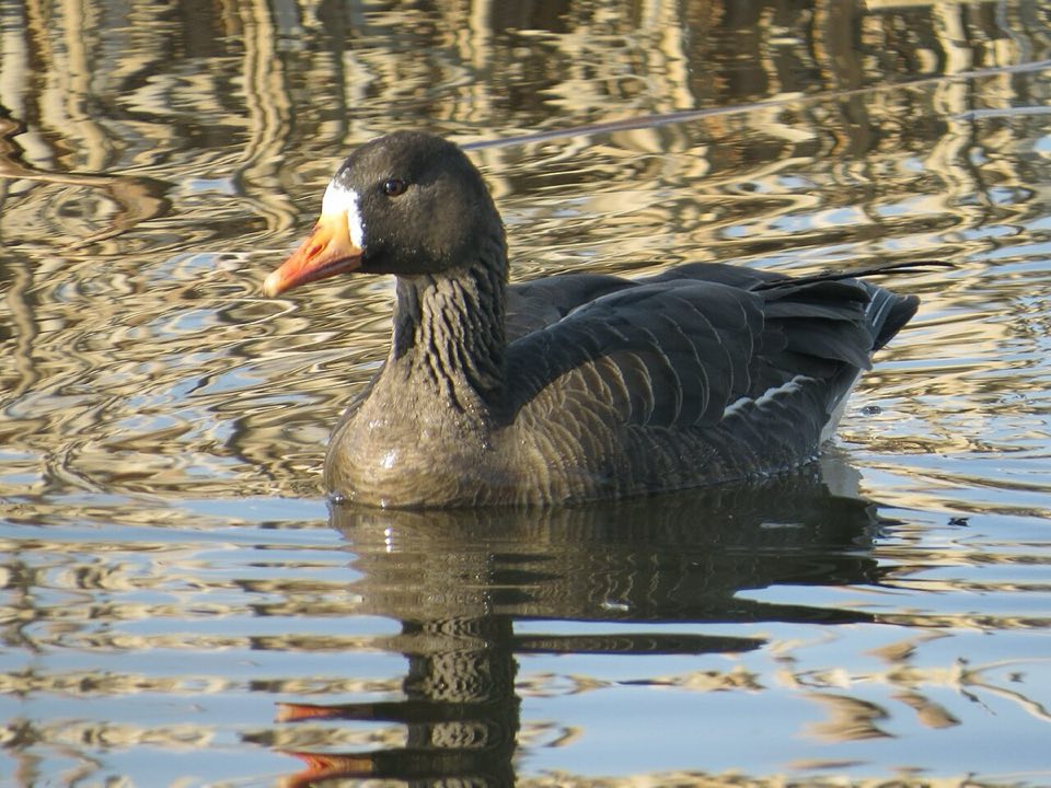 A Greenland white-fronted goose on grass