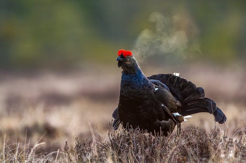 A black grouse cock displaying at a lek