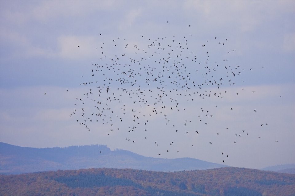A flock of migrating woodpigeons in flight