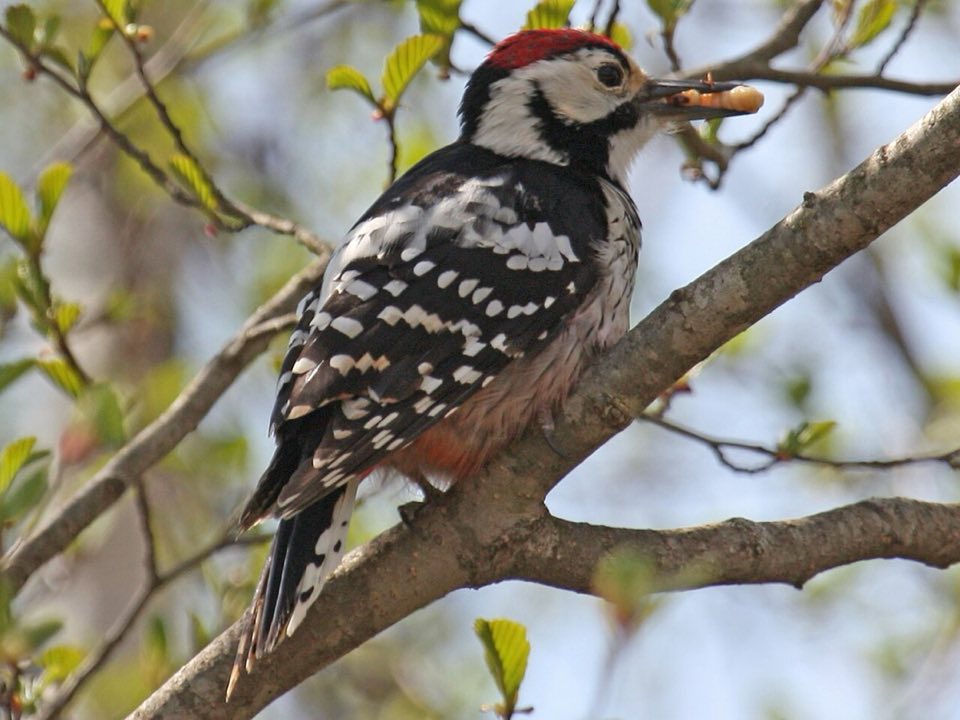 A white-backed woodpecker on a tree trunk