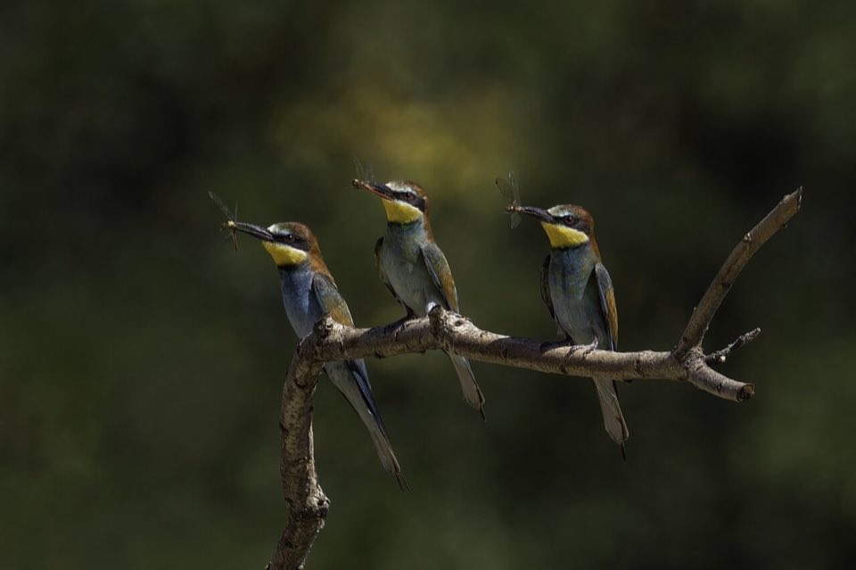 Three bee-eaters on a branch holding dragonflies