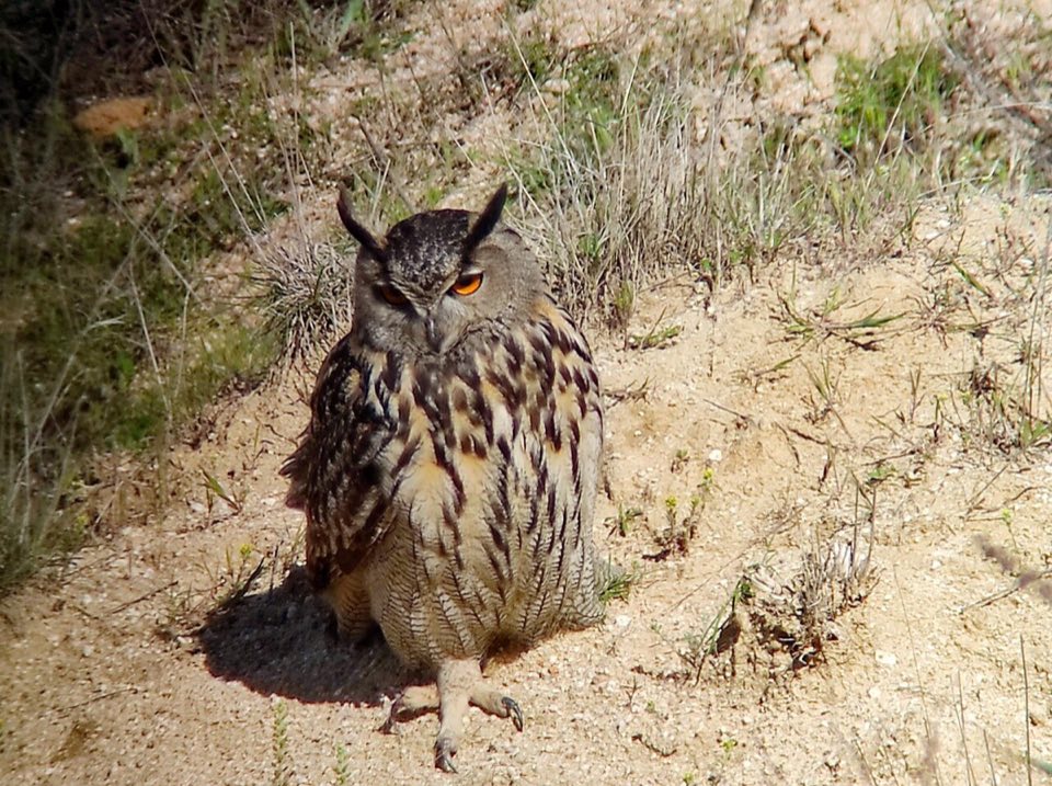 A Eurasian eagle-owl perched at dusk