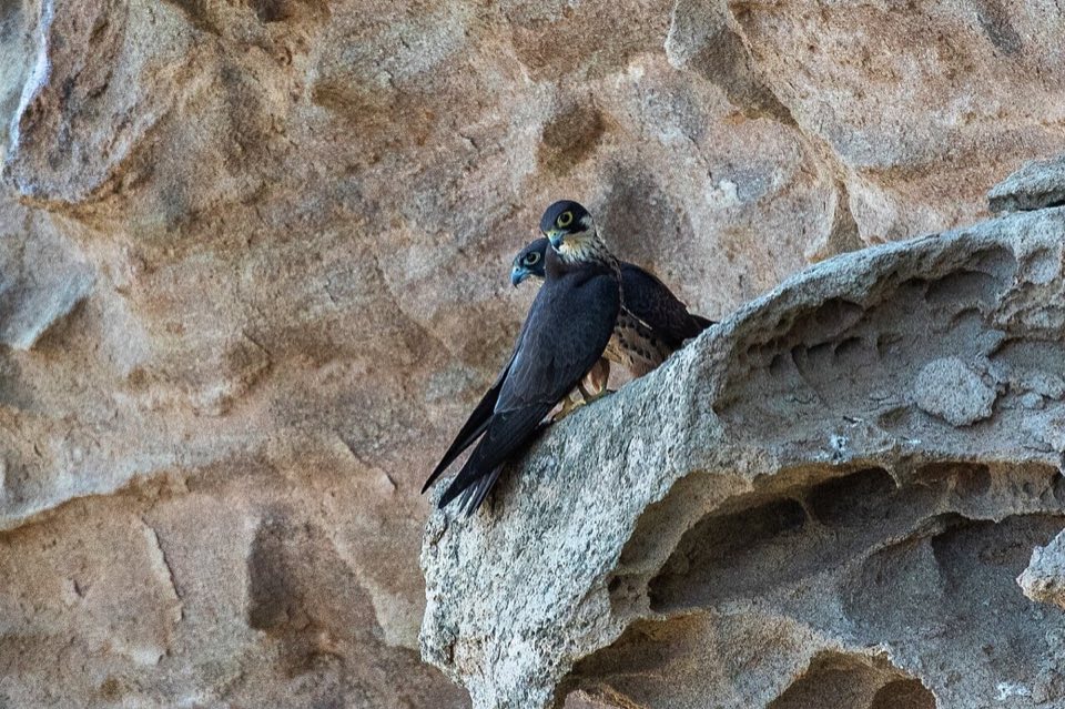 An Eleonora's falcon in flight off Sardinia