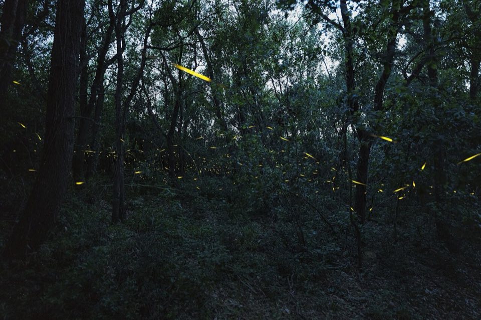 Fireflies glowing in a wood at night