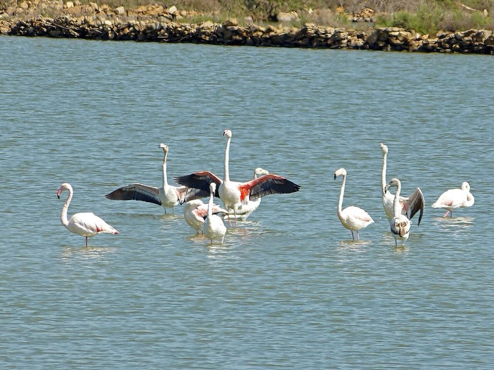 Greater flamingos with wings open in shallow water