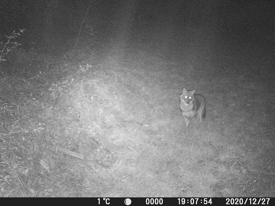 A golden jackal in Friuli