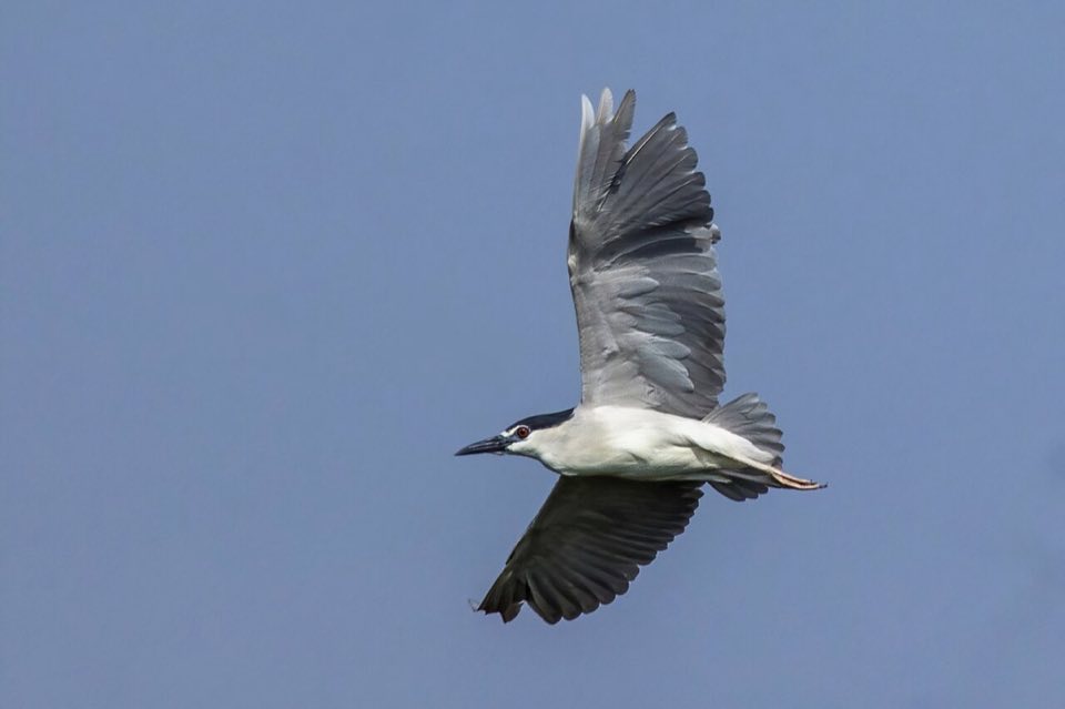 A black-crowned night heron in flight