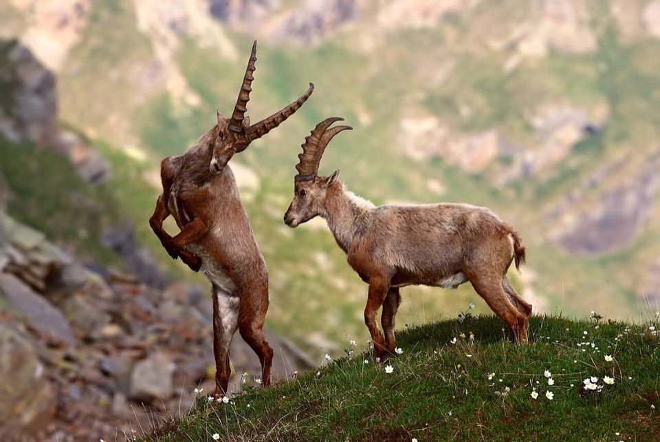 Two male Alpine ibex clashing horns in Gran Paradiso