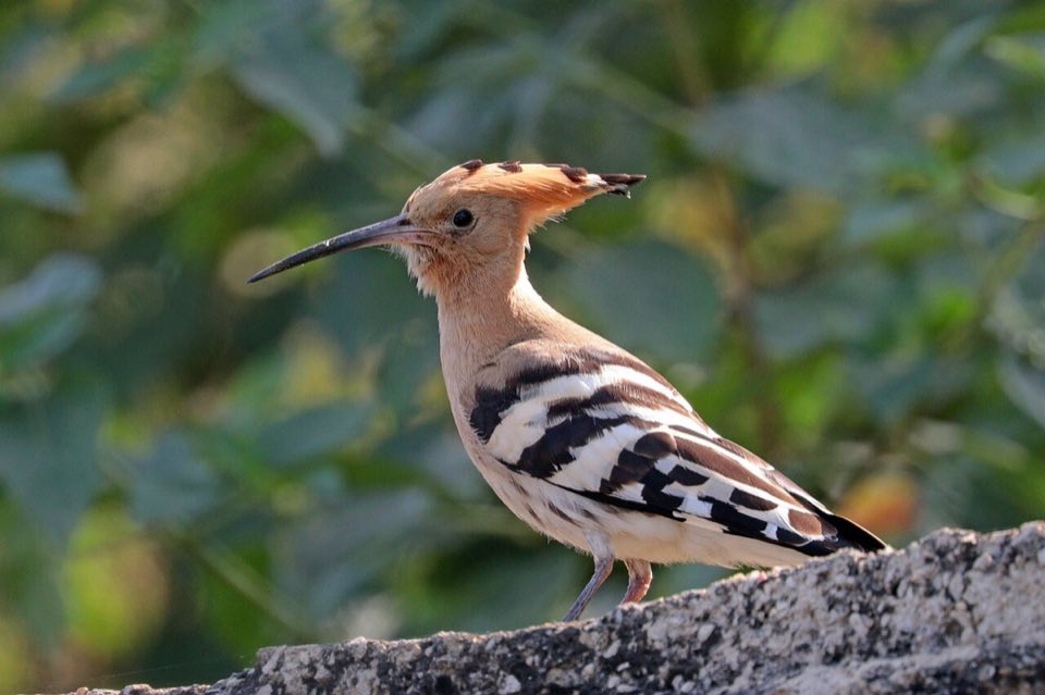 A hoopoe on the ground with crest visible