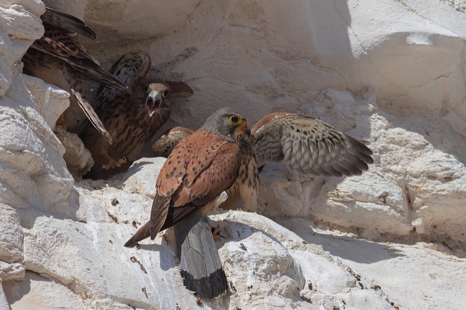 A lesser kestrel at its nest site