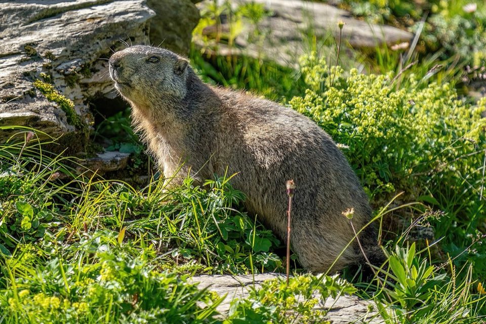 An Alpine marmot sitting up on a rock