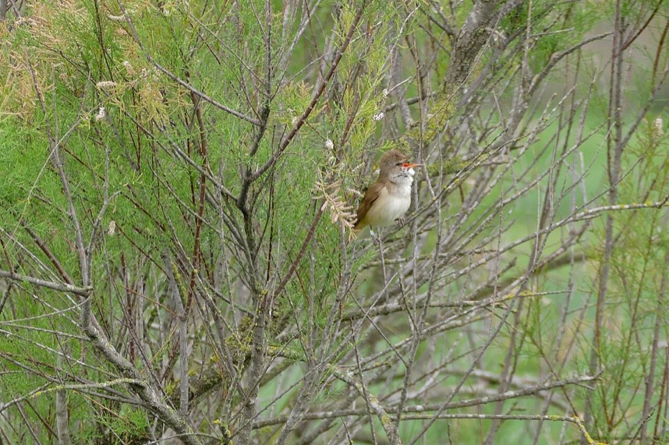 A great reed warbler singing from a reed stem