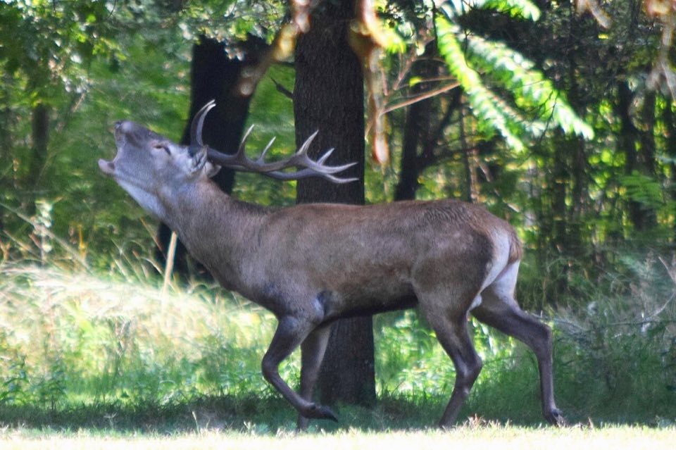 A Mesola red deer stag roaring in the Bosco della Mesola