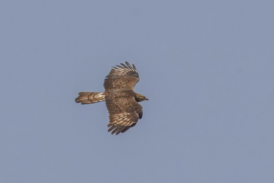 A honey buzzard in flight