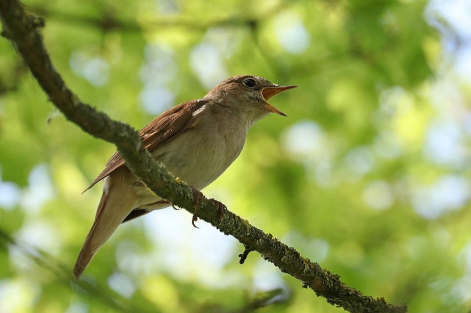 A nightingale singing on a branch
