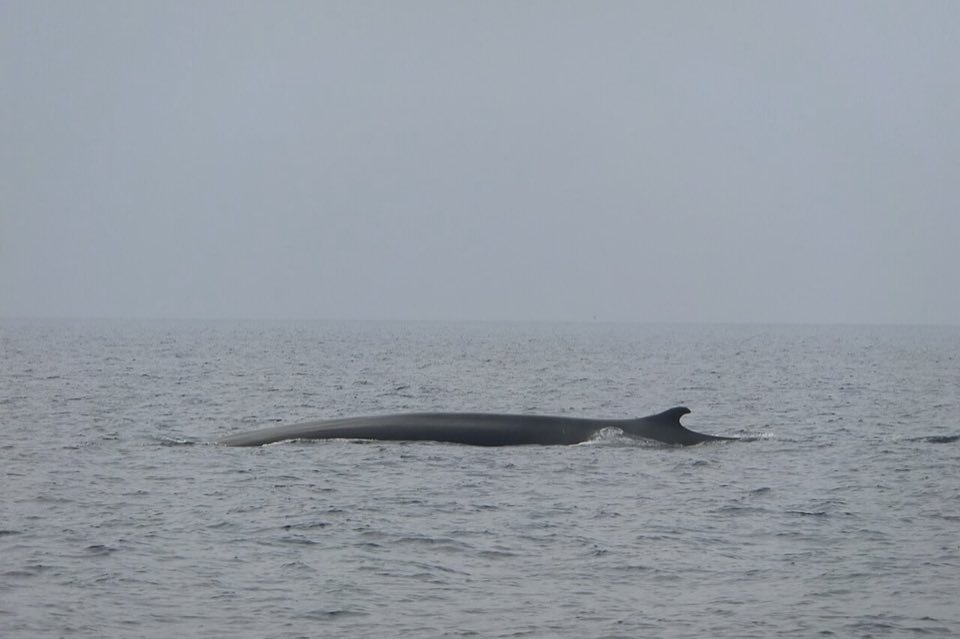 A fin whale surfacing in the Pelagos Sanctuary