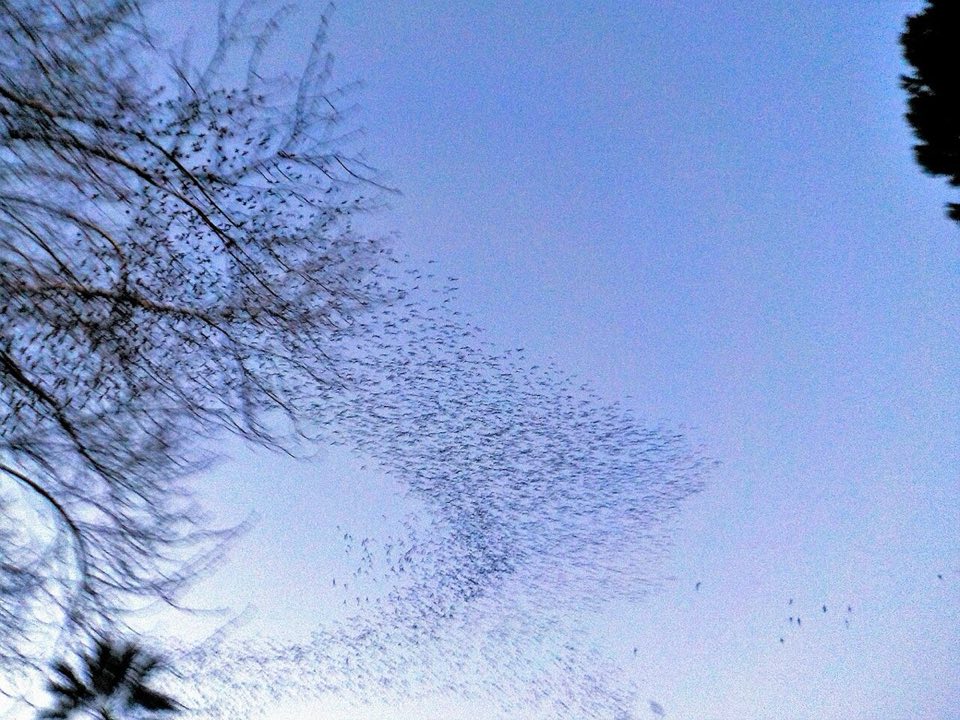 A starling murmuration over Rome