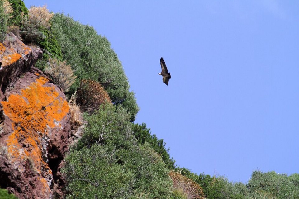 A griffon vulture in flight over Sardinia