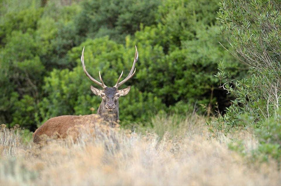 A Sardinian deer stag