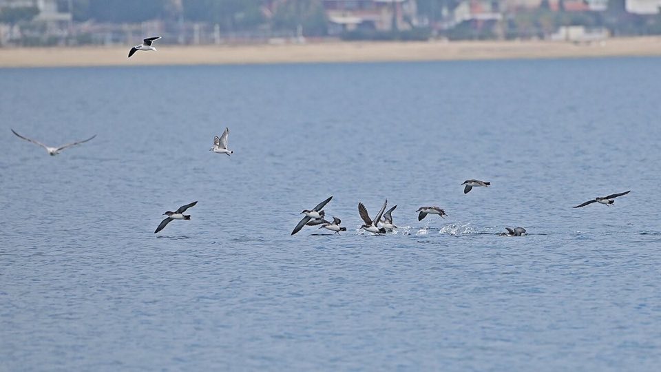 A group of Yelkouan shearwaters taking off from the sea