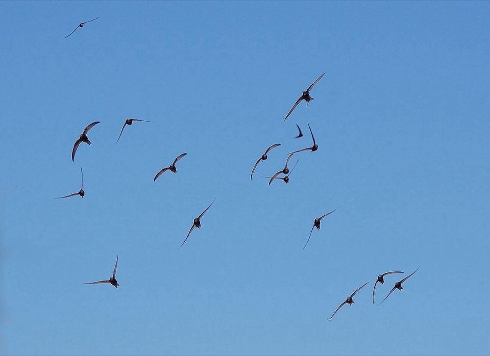 A screaming party of swifts in flight