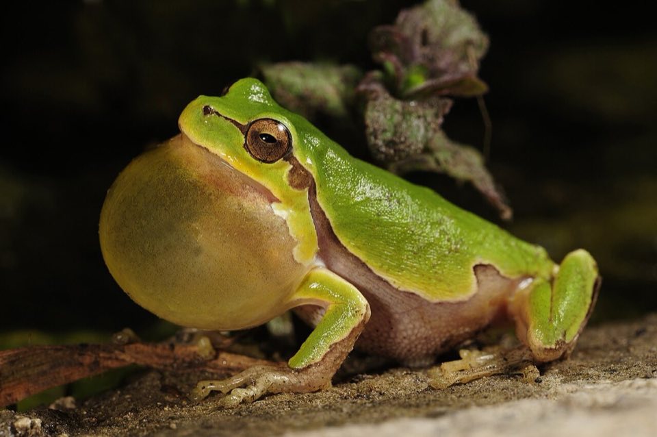 An Italian tree frog calling with its vocal sac inflated