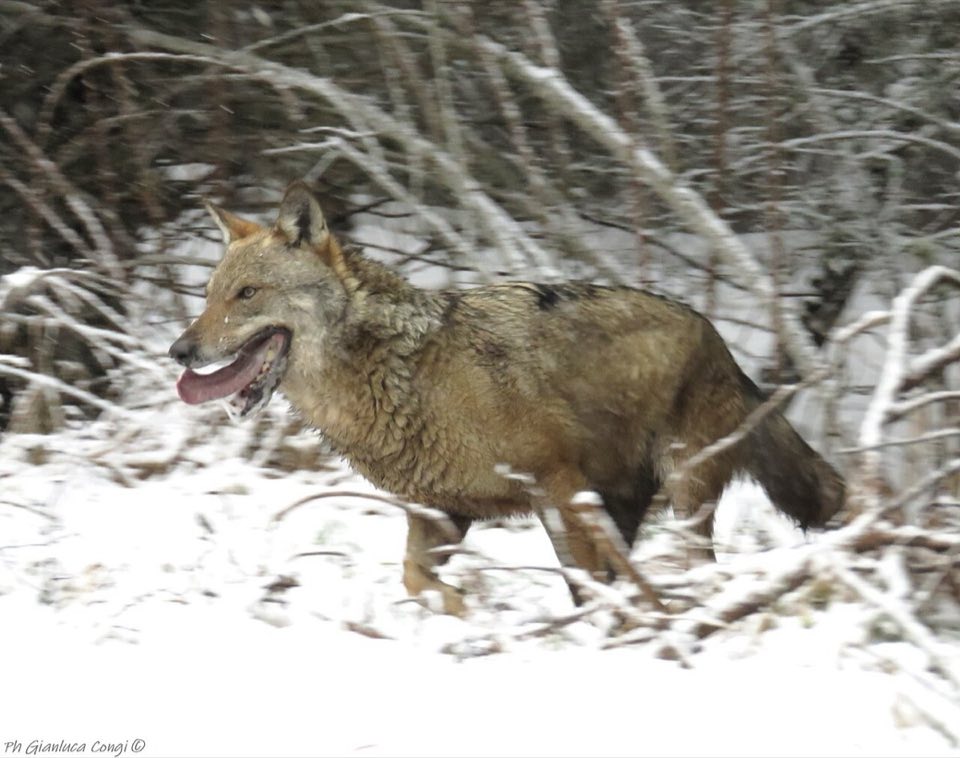 An Italian wolf in Calabria