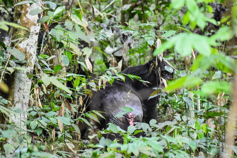 Western chimpanzees on Mount Nimba