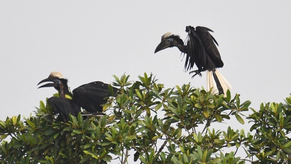 A yellow-casqued hornbill in the forest