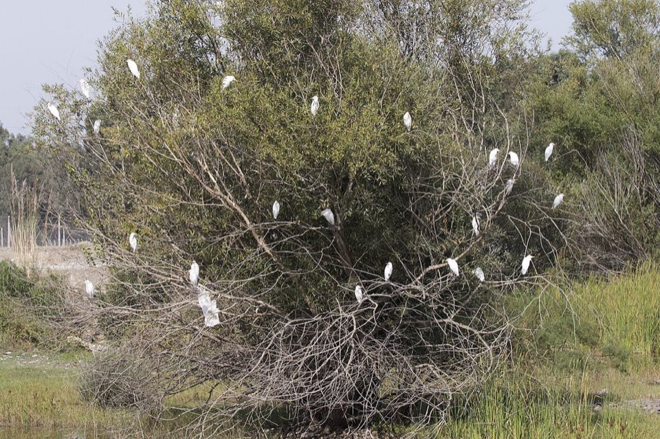 Cattle egrets gathered at a roost