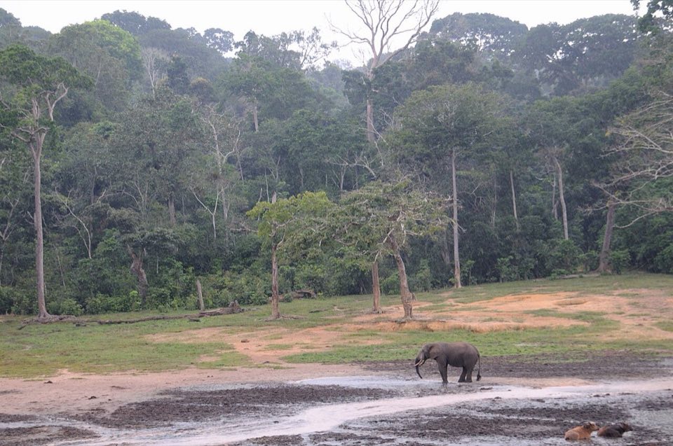 An African forest elephant in a forest clearing