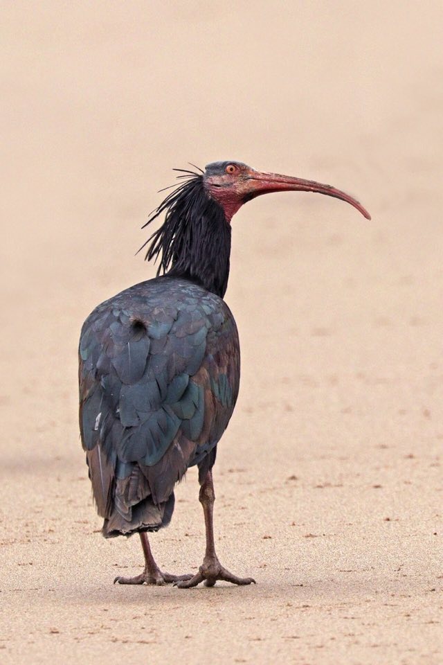 A northern bald ibis in Souss-Massa