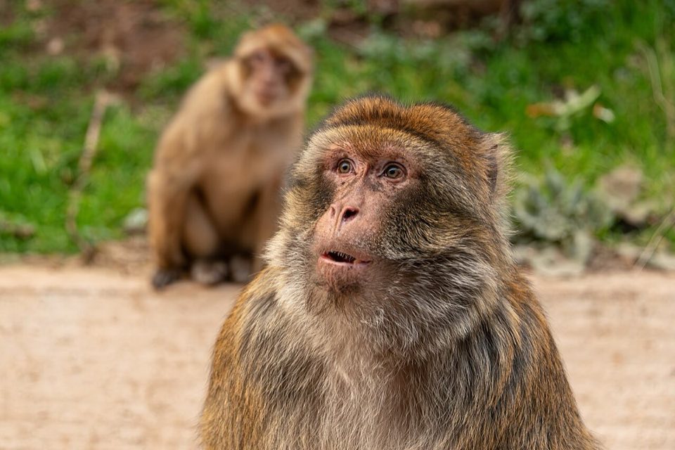 Barbary macaques in the Azrou cedar forest