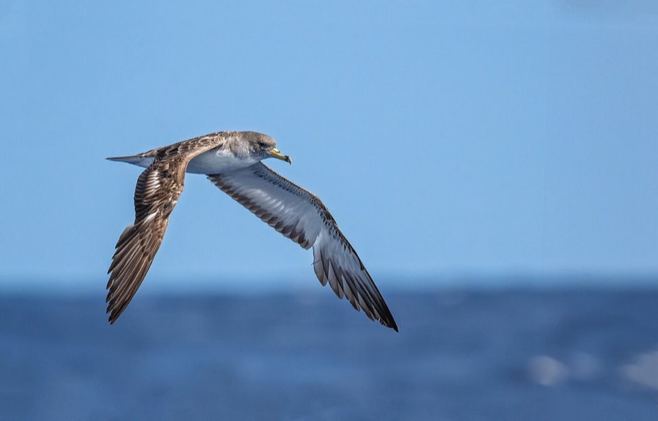 A Scopoli's shearwater gliding over the sea