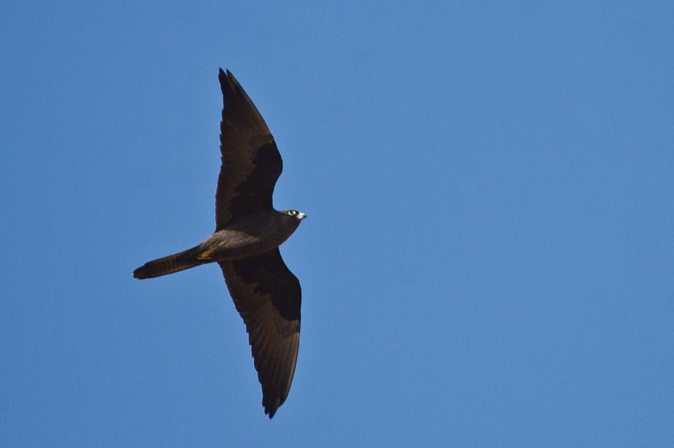 An Eleonora's falcon in flight
