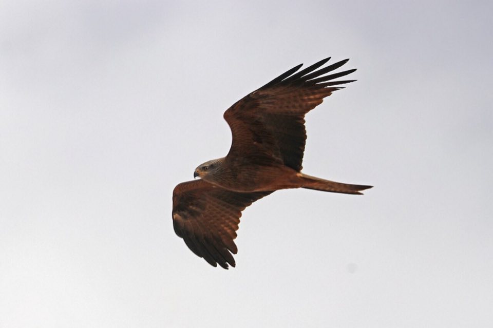 A black kite in flight