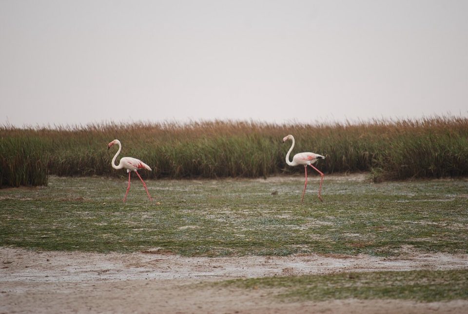 Greater flamingos in the Khnifiss lagoon