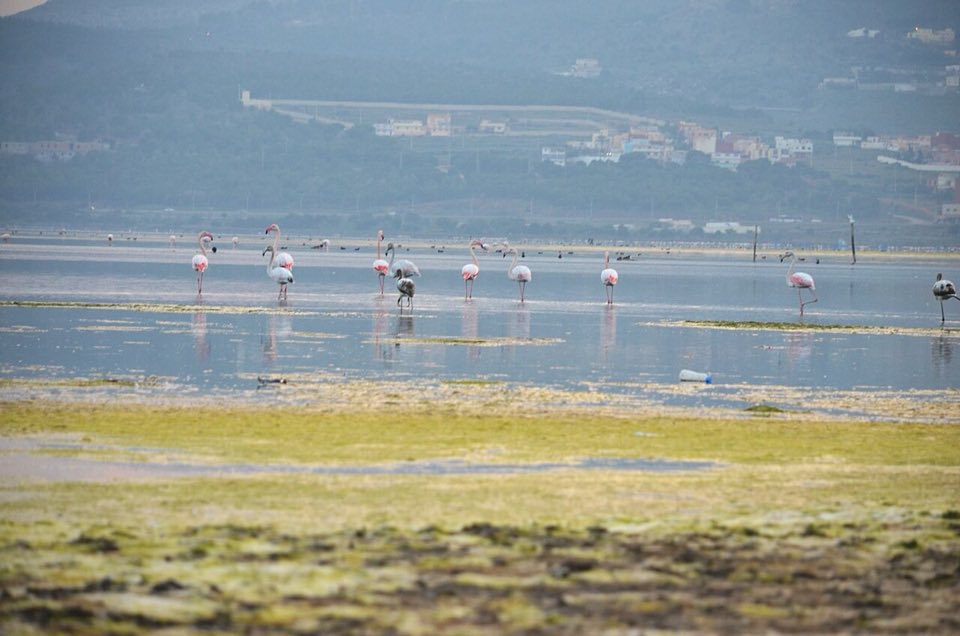 Greater flamingos on the Marchica lagoon at Nador