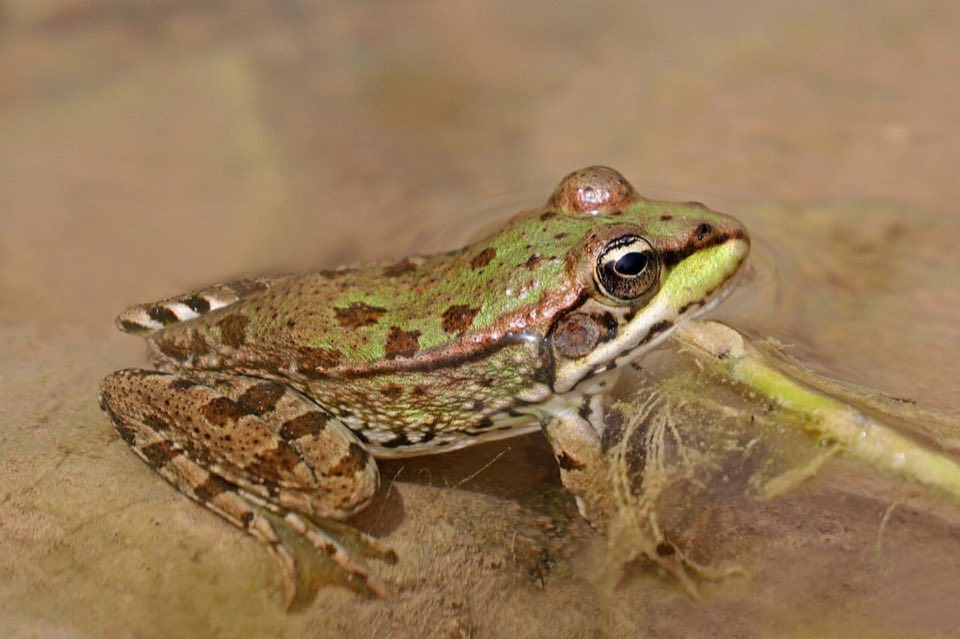 A Sahara frog at the water's edge