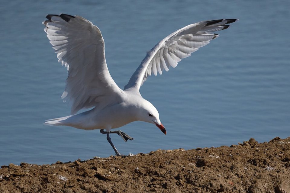 An Audouin's gull on the shore