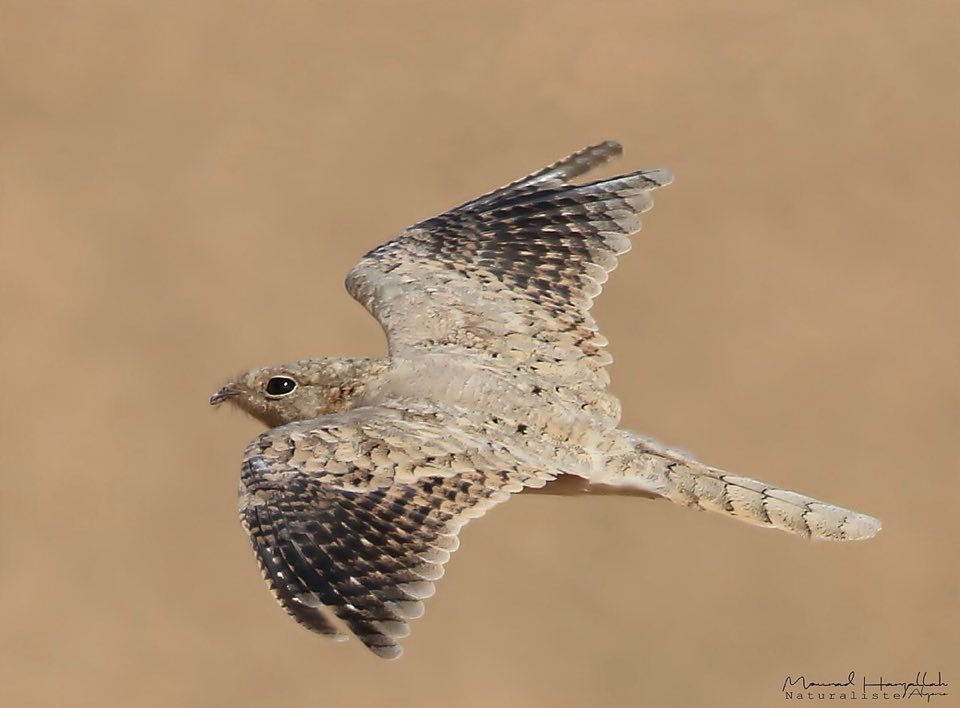 A pharaoh eagle-owl at a cave entrance