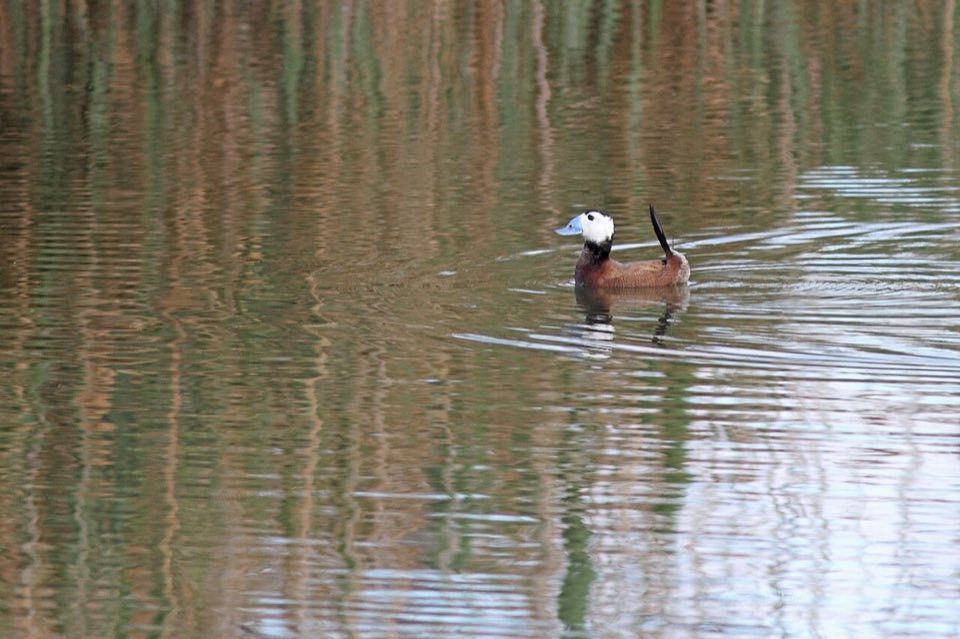 A male white-headed duck on the water