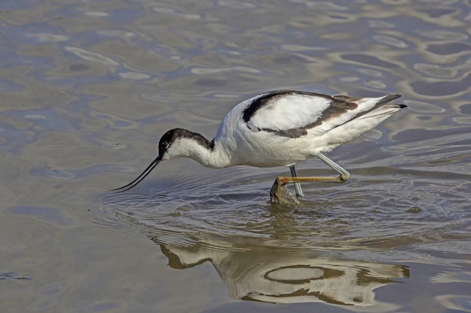A pied avocet wading