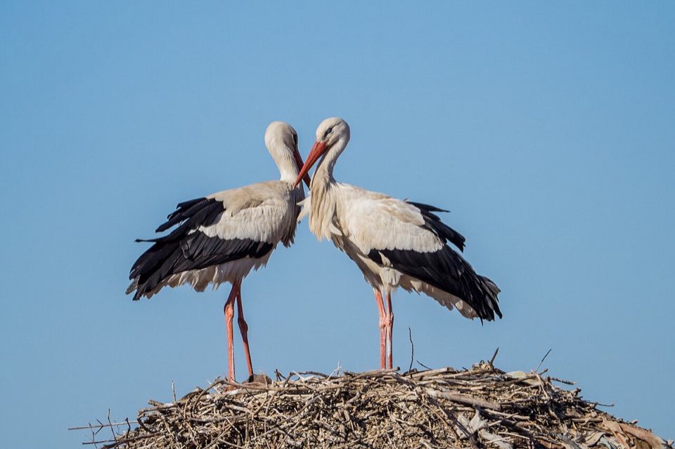 A pair of white storks on their nest
