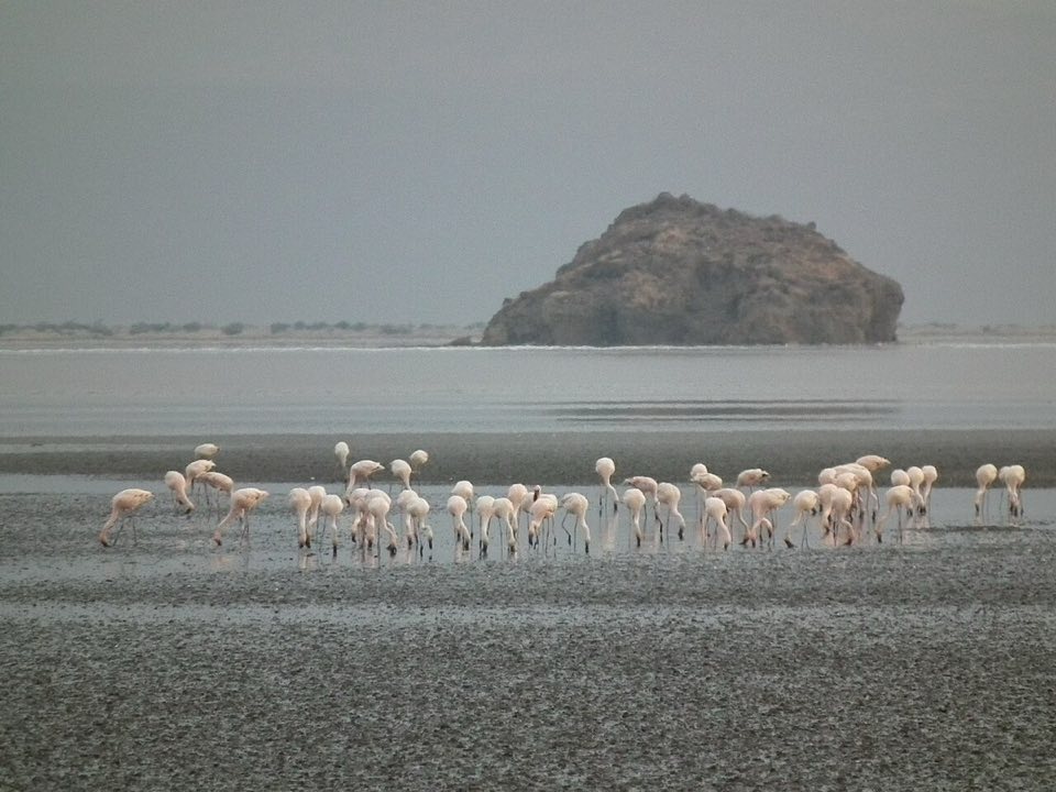 A dense flock of lesser flamingos on Lake Natron
