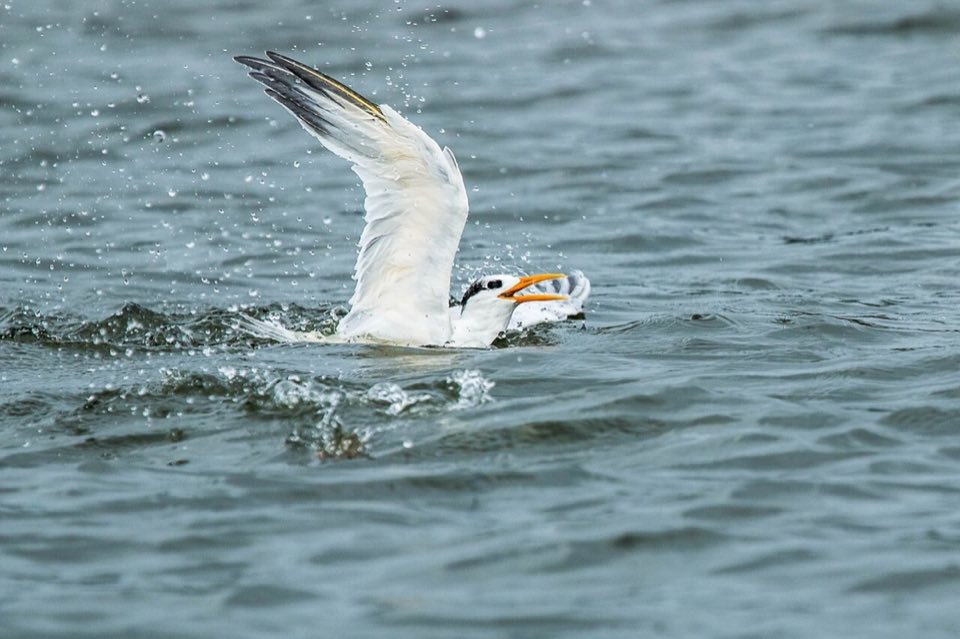 A West African crested tern on the beach