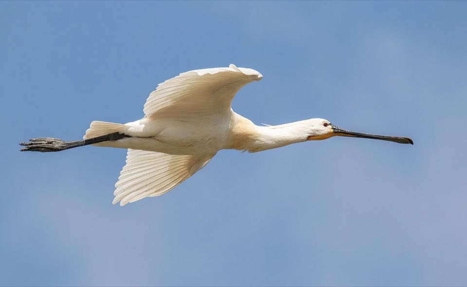 A Eurasian spoonbill in flight