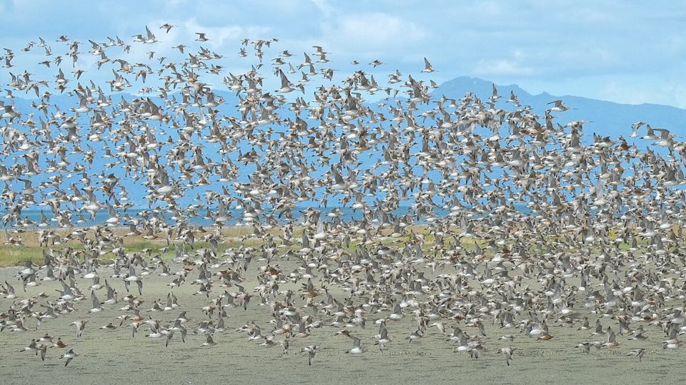 A dense flock of bar-tailed godwits in flight