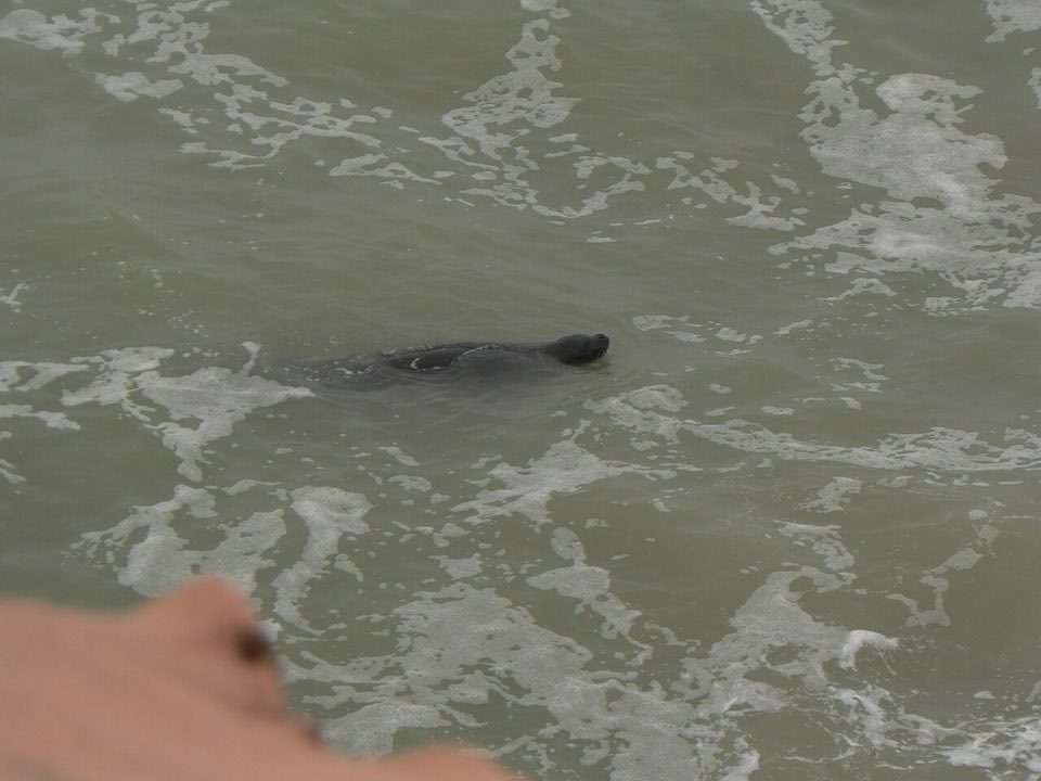 A Mediterranean monk seal on the Atlantic coast